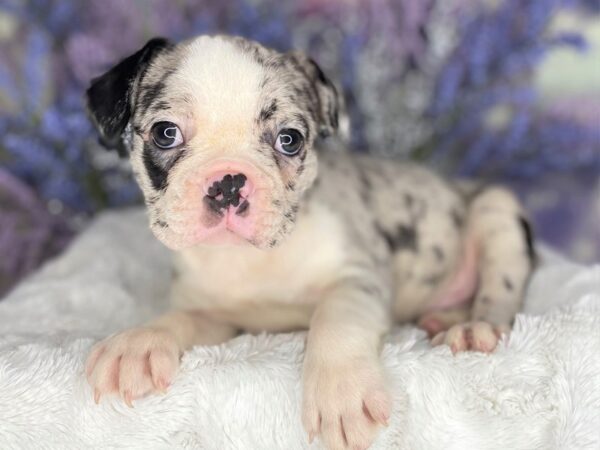 Frenchton-DOG-Male-blue merle and white-2161-Petland Lancaster, Ohio