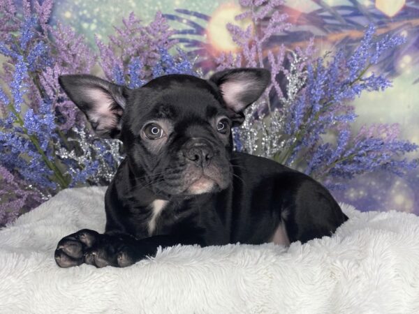 Frenchton DOG Female Black 2162 Petland Lancaster, Ohio