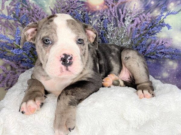 Olde English Bulldog DOG Male Blue Merle 2164 Petland Lancaster, Ohio