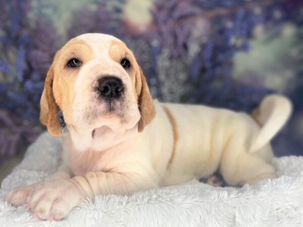 Walrus DOG Female Lemon & White 2163 Petland Lancaster, Ohio