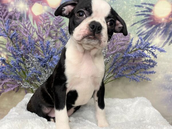 Boston Terrier DOG Female Black / White 2166 Petland Lancaster, Ohio