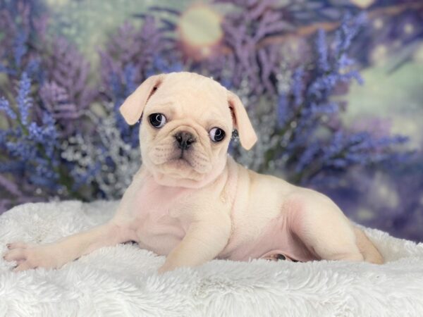 Pug-DOG-Male-Cream-2169-Petland Lancaster, Ohio
