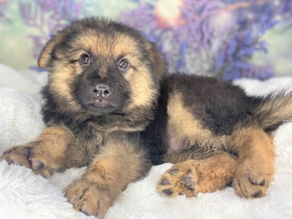 German Shepherd DOG Male Black and tan 2167 Petland Lancaster, Ohio