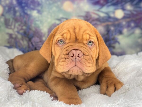 Dogue de Bordeaux DOG Male Red 2168 Petland Lancaster, Ohio