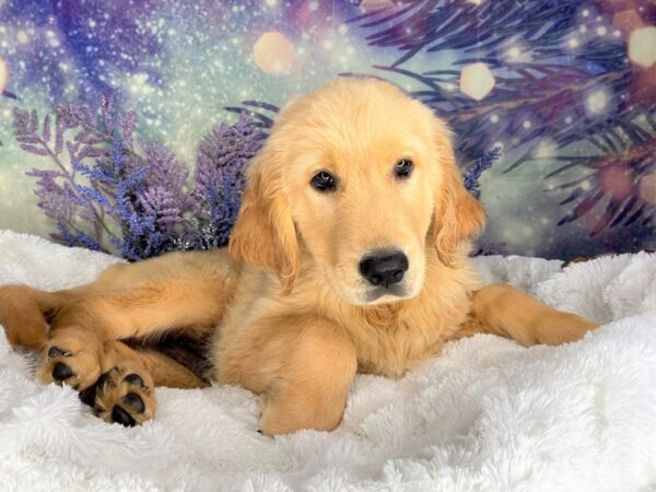 Golden Retriever-DOG-Male-Golden-2165-Petland Lancaster, Ohio