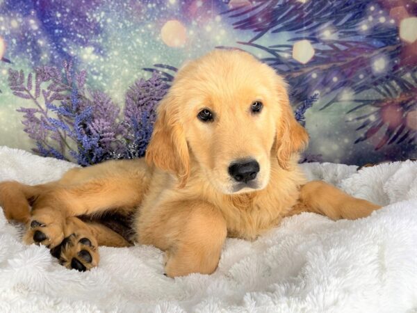 Golden Retriever DOG Male Golden 2165 Petland Lancaster, Ohio