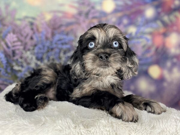 Cock A Poo-DOG-Female-Black and Blue Merle-2171-Petland Lancaster, Ohio