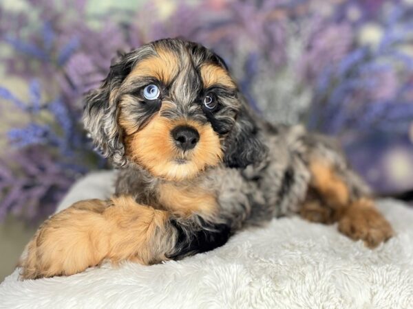 Cock A Poo-DOG-Male-Black / Tan-2172-Petland Lancaster, Ohio