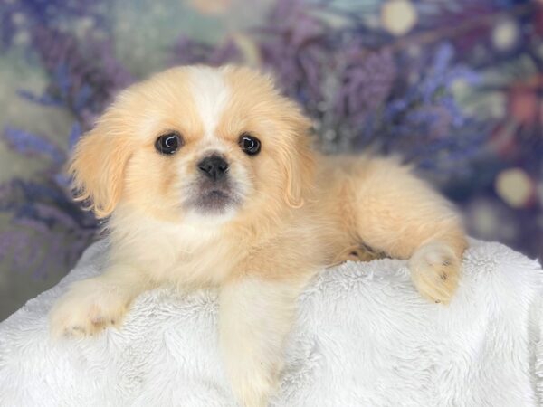 Pekingese DOG Male cream 2177 Petland Lancaster, Ohio