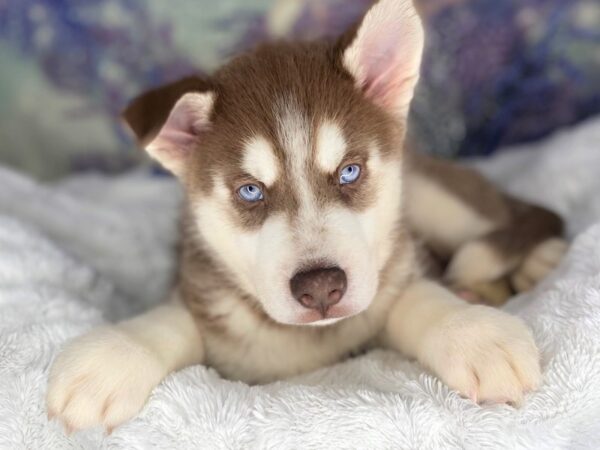 Siberian Husky-DOG-Male-RED AND WHITE-2178-Petland Lancaster, Ohio