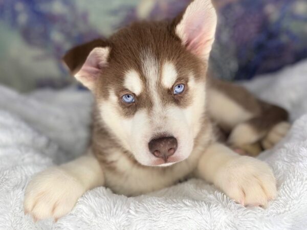 Siberian Husky DOG Male RED AND WHITE 2178 Petland Lancaster, Ohio