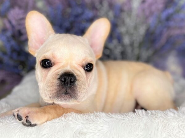 French Bulldog DOG Female Cream 2175 Petland Lancaster, Ohio