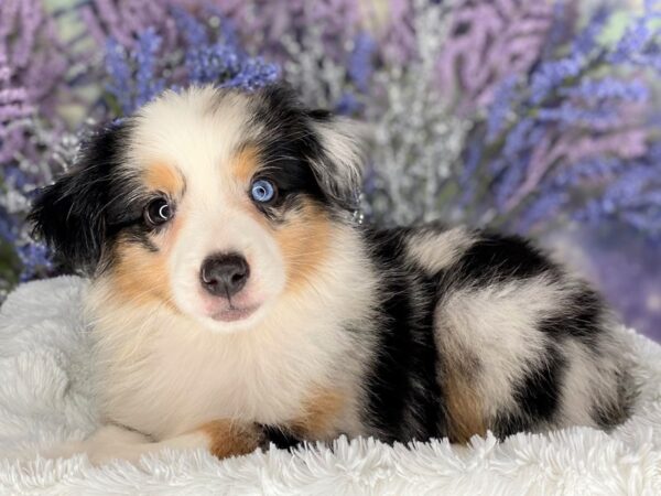 Miniature Australian Shepherd DOG Female Blue Merle 2176 Petland Lancaster, Ohio