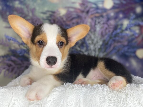 Pembroke Welsh Corgi DOG Male Black Tan / White 2174 Petland Lancaster, Ohio