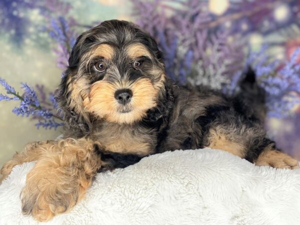 Cock A Poo DOG Male Blue Merle / Tan 2181 Petland Lancaster, Ohio