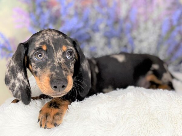 Dachshund DOG Male Silver dapple 2190 Petland Lancaster, Ohio