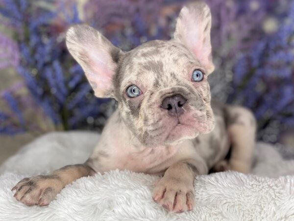 French Bulldog DOG Male MERLE 2189 Petland Lancaster, Ohio