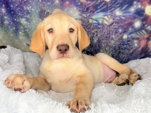 Labrador Retriever DOG Male Yellow 2183 Petland Lancaster, Ohio