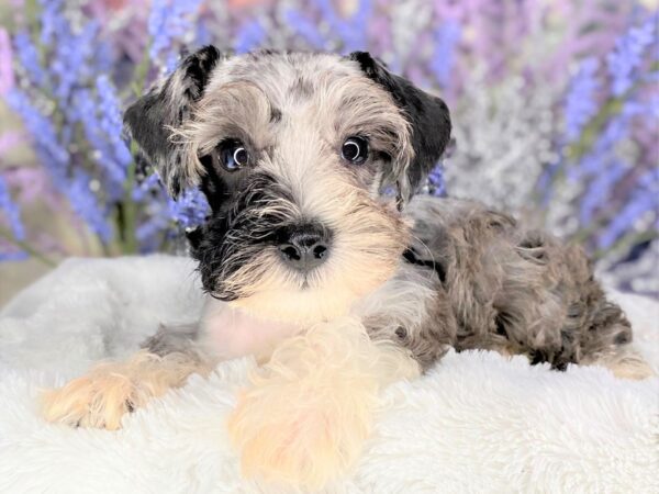 Miniature Schnauzer DOG Female BLUE MERLE 2187 Petland Lancaster, Ohio