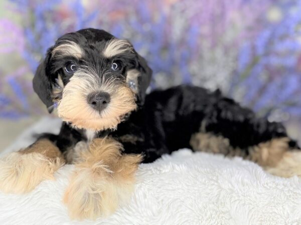 Miniature Schnauzer DOG Male Black 2188 Petland Lancaster, Ohio