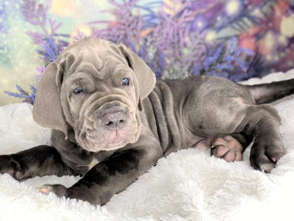 Neapolitan Mastiff DOG Male Blue brindle 2191 Petland Lancaster, Ohio