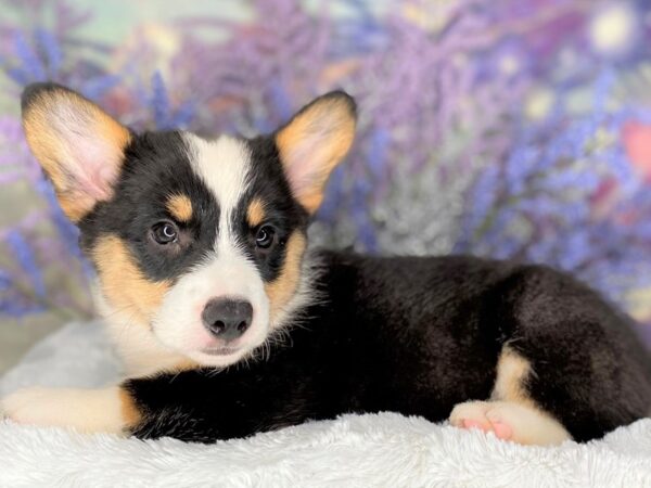 Pembroke Welsh Corgi-DOG-Male-BLK TRI-2184-Petland Lancaster, Ohio