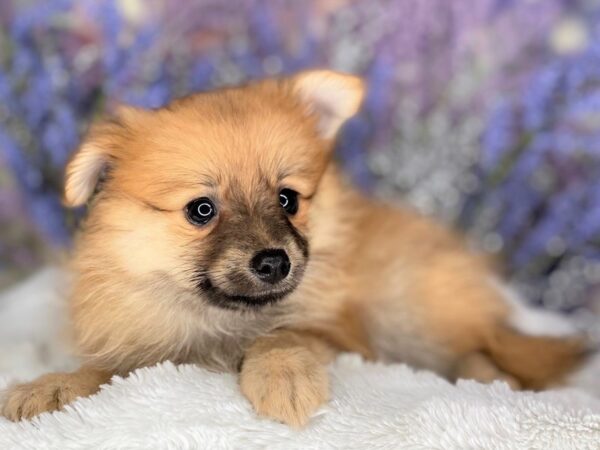 Pomeranian-DOG-Female--2185-Petland Lancaster, Ohio
