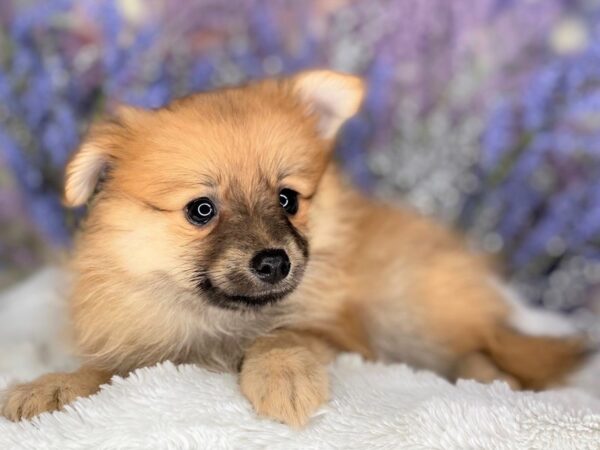 Pomeranian DOG Female 2185 Petland Lancaster, Ohio