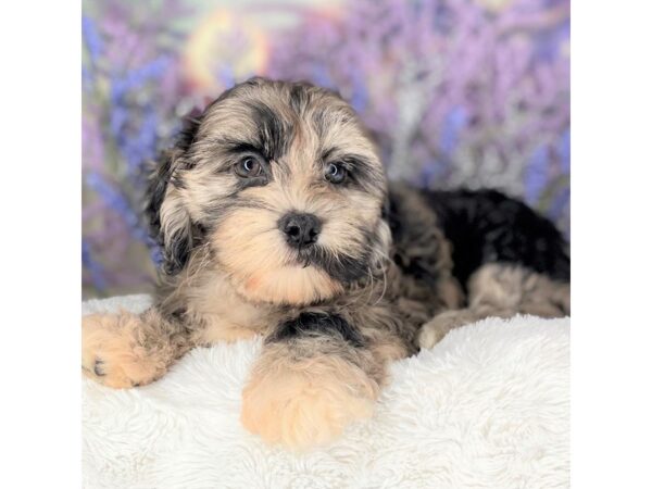 Shihpoo DOG Female Blue Merle 2205 Petland Lancaster, Ohio