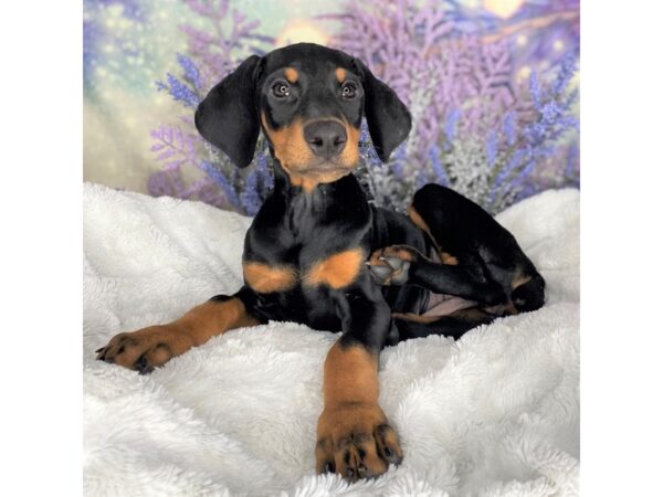 Doberman Pinscher DOG Female Black / Rust 2202 Petland Lancaster, Ohio