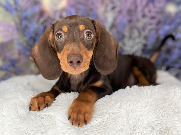 Dachshund DOG Male Chocolate / Tan 2201 Petland Lancaster, Ohio