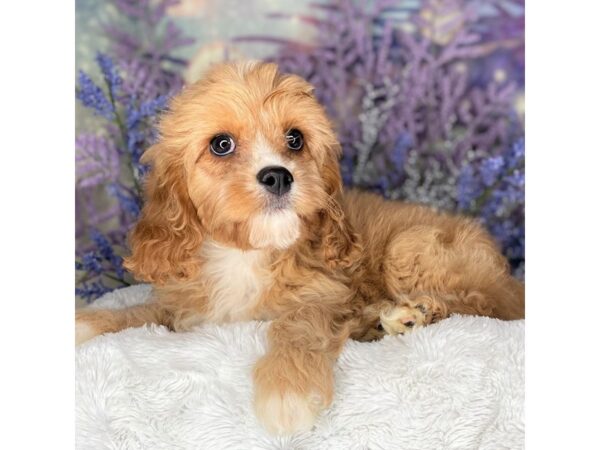 Cavapoo DOG Female Red 2199 Petland Lancaster, Ohio