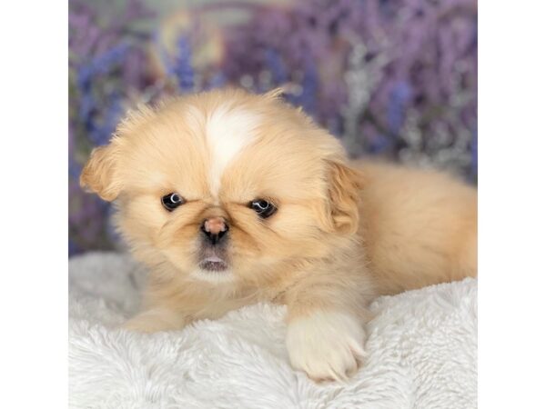 Pekingese DOG Female cream 2198 Petland Lancaster