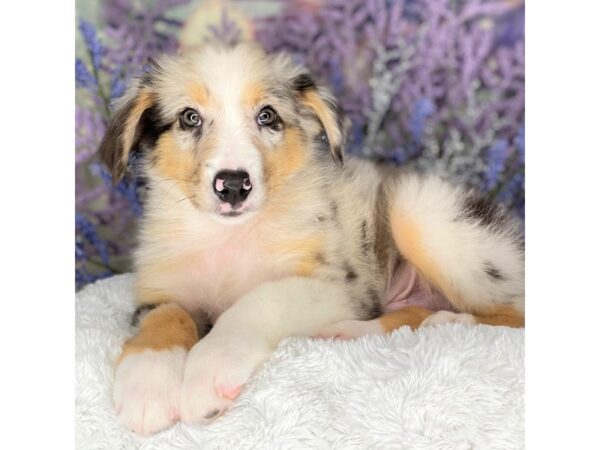 Australian Shepherd DOG Male Blue Merle 2192 Petland Lancaster, Ohio