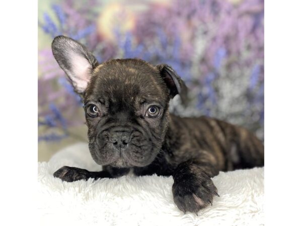 French Bulldog DOG Male black brindle 2193 Petland Lancaster, Ohio