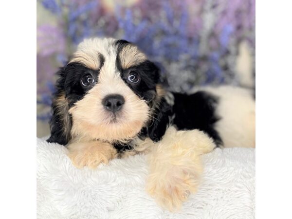 Cavachon-DOG-Male-blk/wht-2195-Petland Lancaster, Ohio