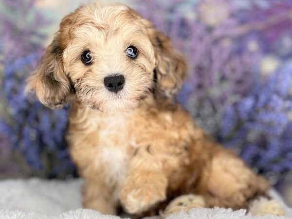 Havapoo-DOG-Female-brwn-2197-Petland Lancaster, Ohio