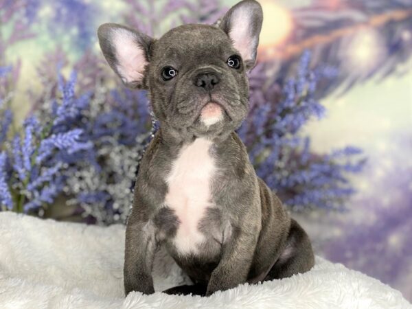 French Bulldog DOG Female Blue 2203 Petland Lancaster, Ohio