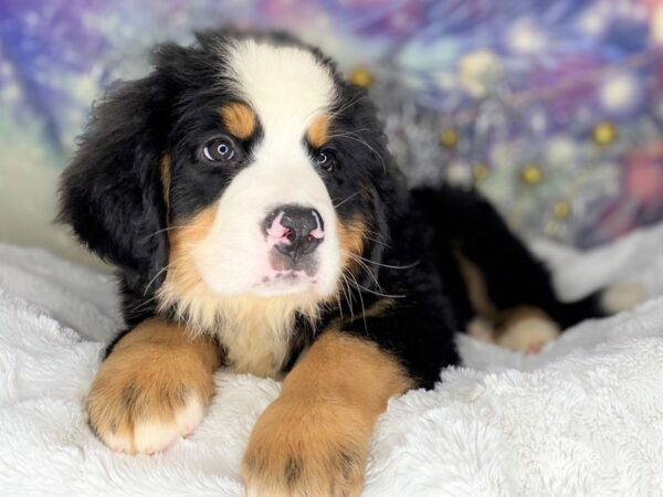 Bernese Mountain Dog DOG Male blk/wht/tn 2208 Petland Lancaster, Ohio