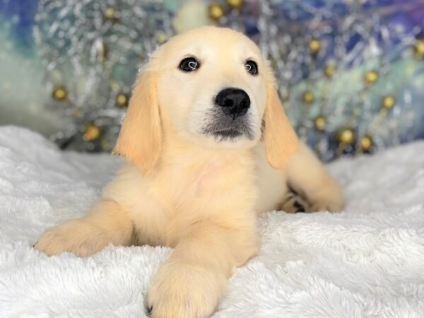 Golden Retriever DOG Female Light Golden 2216 Petland Lancaster, Ohio