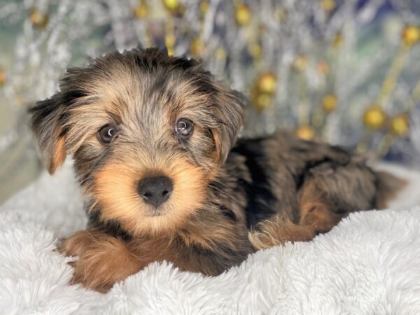 Yorkshire Terrier-DOG-Male-Blue Merle-2215-Petland Lancaster, Ohio