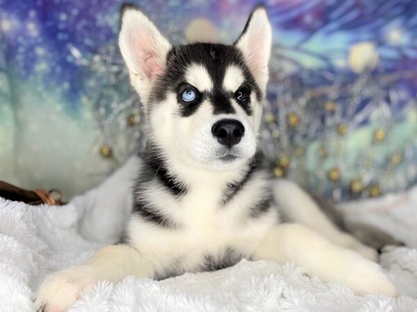 Siberian Husky DOG Female blk/wht 2209 Petland Lancaster, Ohio