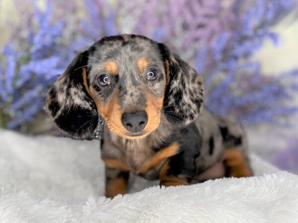 Dachshund DOG Female Blue / Tan 2204 Petland Lancaster, Ohio