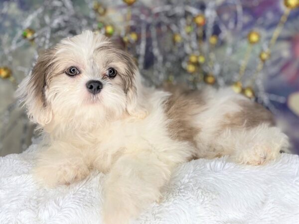 Teddy Bear DOG Female Blue / White 2211 Petland Lancaster, Ohio