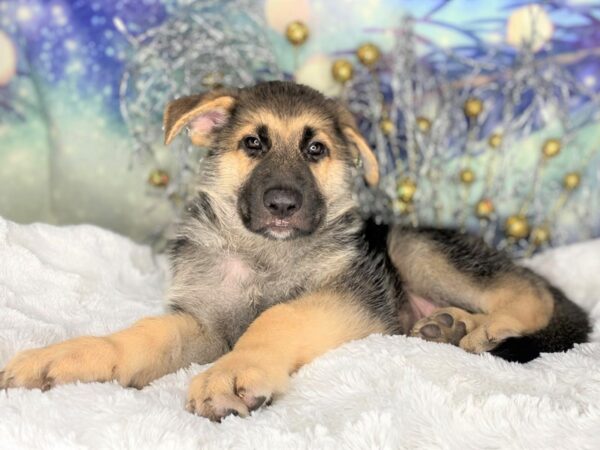 German Shepherd Dog DOG Male Black / Tan 2213 Petland Lancaster, Ohio