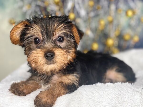 Yorkshire Terrier DOG Female blk/tan 2206 Petland Lancaster, Ohio