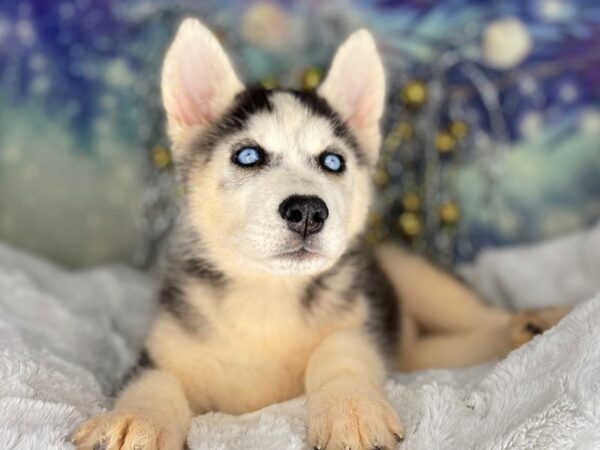 Siberian Husky-DOG-Female-blk wht-2218-Petland Lancaster, Ohio