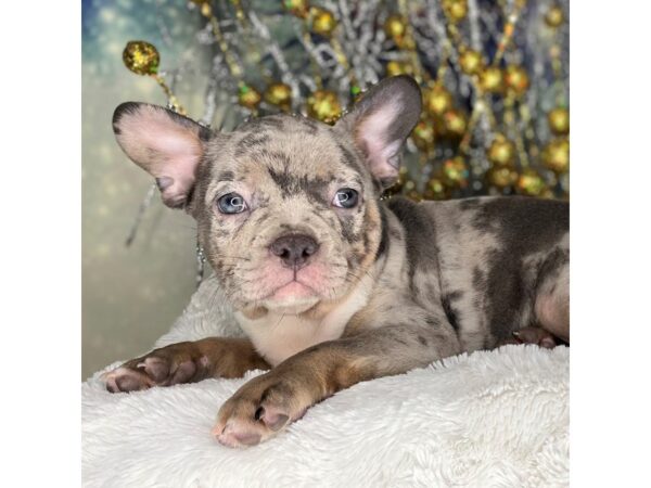 Frenchton DOG Female blue merle 2219 Petland Lancaster, Ohio