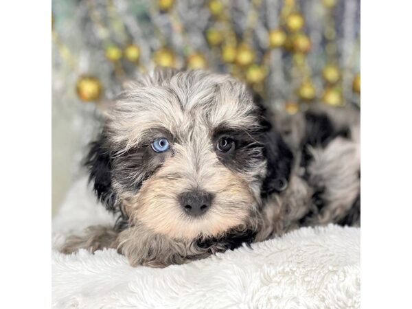 Yorkiepoo DOG Male Blue Merle 2220 Petland Lancaster, Ohio