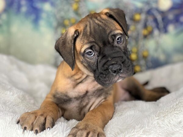 Bullmastiff-DOG-Male-Red Fawn-2221-Petland Lancaster, Ohio